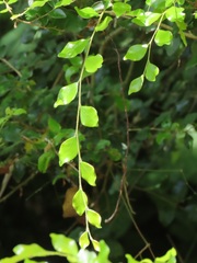 Pteleopsis myrtifolia