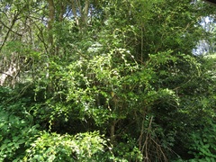 Pteleopsis myrtifolia