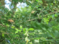 Pteleopsis myrtifolia