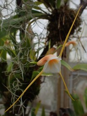 Masdevallia constricta