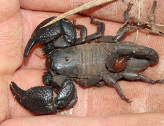 Hormuridae