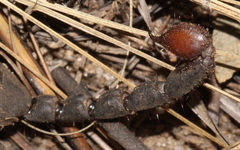 Hormuridae