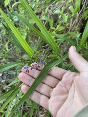 Dianella caerulea assera