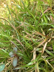 Eremochloa ophiuroides