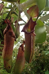 Nepenthes robcantleyi