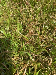 Eremochloa ophiuroides