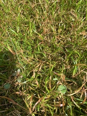 Eremochloa ophiuroides