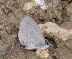 Pseudonacaduba sichela sichela