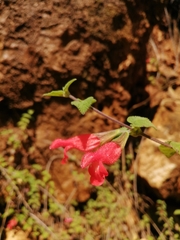 Salvia disjuncta