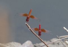 Brachythemis lacustris