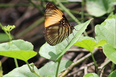 Adelpha melanthe
