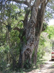 Ficus natalensis natalensis