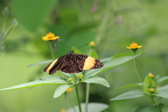Adelpha melanthe