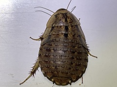 Pseudocalolampra