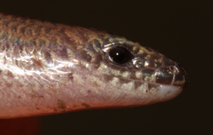 Scelotes mirus