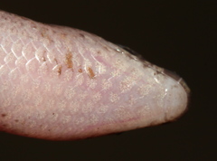 Scelotes mirus