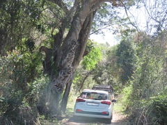 Ficus natalensis natalensis