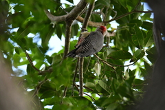 Melanerpes pygmaeus