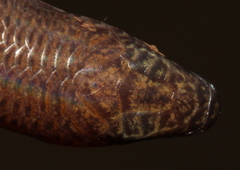 Scelotes mirus