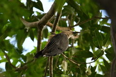 Melanerpes pygmaeus