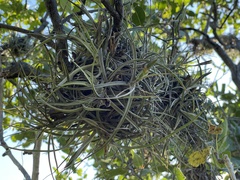 Tillandsia ferrisiana