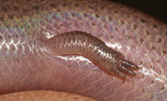 Scelotes mirus