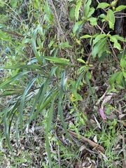 Dianella caerulea assera