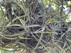 Tillandsia ferrisiana