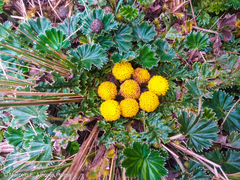 Senecio repens