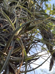 Tillandsia ferrisiana