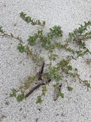 Oenothera humifusa