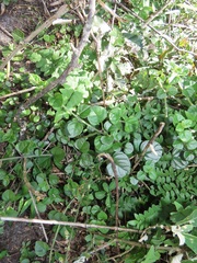Plectranthus strigosus