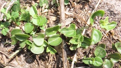 Plectranthus strigosus