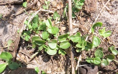 Plectranthus strigosus