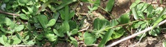 Plectranthus strigosus