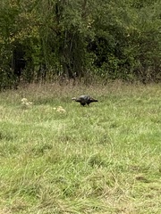 Meleagris gallopavo