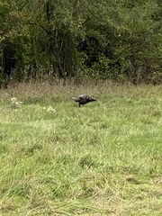 Meleagris gallopavo