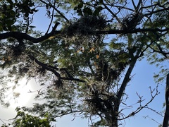 Tillandsia ferrisiana