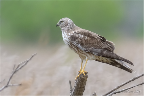 Pied Harrier