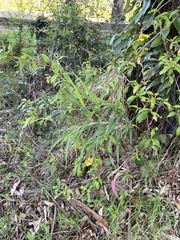 Dianella caerulea assera