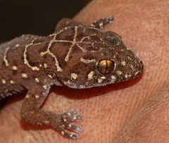 Pachydactylus vansoni