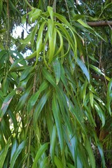 Podocarpus matudae