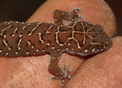 Pachydactylus vansoni