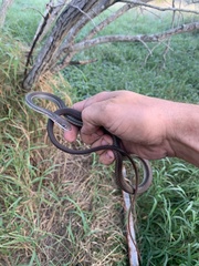 Masticophis schotti schotti