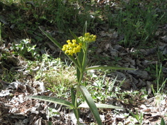 Asclepias pilgeriana