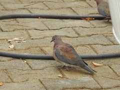 Streptopelia senegalensis