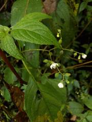 Klaprothia mentzelioides