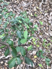 Sideroxylon obtusifolium