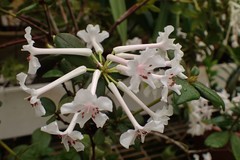 Rhododendron jasminiflorum