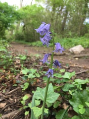 Hyacinthoides hispanica